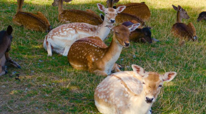 Leiwen nach Neumagen-Dhron